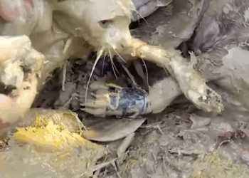 M30525 A Girl rescued Dog and Cat covered in Thick Grimy Mud part 2