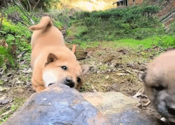 M29046 🤣🤣🐶🍼😂 #dog #cutedog Lâm Anh Bán Đồ Nam part 2