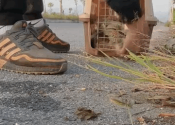 M30526 A Protective Mother Cat! Part 000