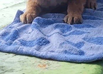 M30529 Baby Dog Life Saving Rescue ! Part 000