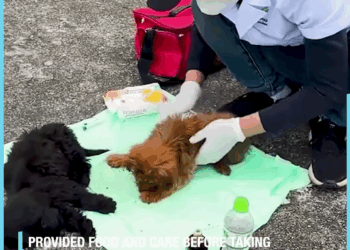 M30531 Rescued Two Abandoned Dogs 🐕🥹💔 part 2