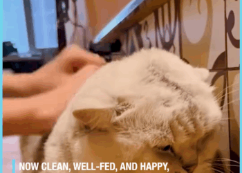 M30533 Stray Kitten Amazing Transformation🐈😻 part 2