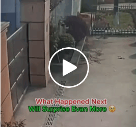 M0805002 Brave Dogs Refuse To Leave Friend Behind Part 2