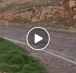 M0805004 Small Act of Kindness is also charity Part 2