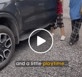 M0805006 Heartbreaking to see dog like Part 2