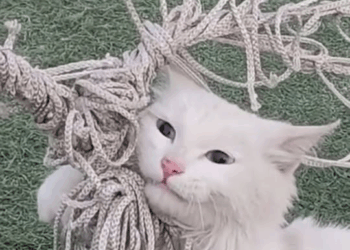 M29047 Cat rescued after getting tangled in soccer net part 2