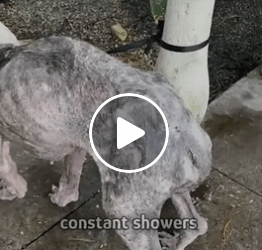 M0805007 Dog cried for help at the door Part 2