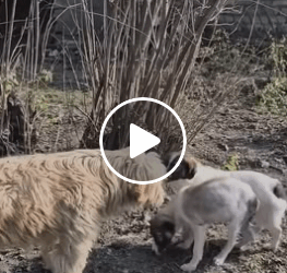 M0805009 He Cried For Hours Alone In Pain After Being Hit Serious Injured Part 2