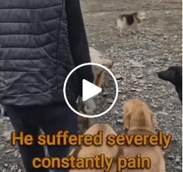 M0805010 He Was Poisoned Then Thrown Into Drain Part 2