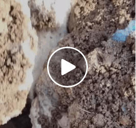 M0805014 Puppies Rescued With The cave shorts Part 2