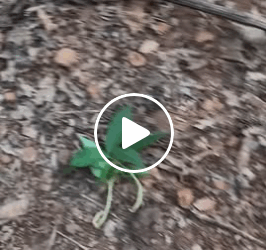 M0805015 Puppies Rescued With Maggots Wound part3 shorts Part 2