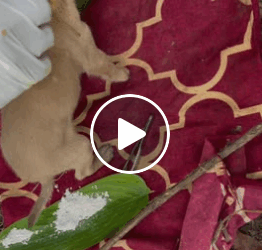 M0805016 Unbelievable story of small puppy Ep shorts Part 2