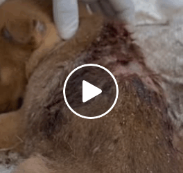 M0805017 OMG My Breath stoped for second Dog life Saved shorts dog Part 2