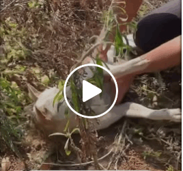 M0805021 Hero of the day wholesome animal Part 2