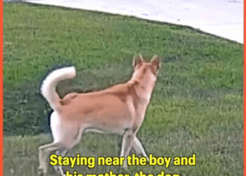 M29048Dog Saves His Baby Brother From Neighbor’s Dog 🥹 part 2