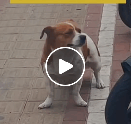 M0905003 This dog has just been abandoned shorts animals dog pets Part 2