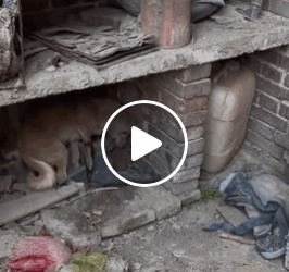 M0905004 Injured stray mama dog protecting her puppy cried grateful tears after being rescued Part 2