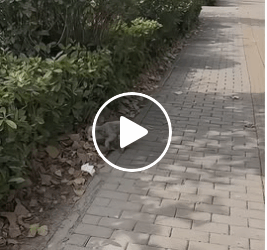 M0905006 The owner unwilling to spend money on treating the dog illness abandoned he directly