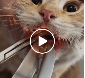 M0905007 Rescue Cat cat kitten animals pets reels catcare shorts Part 2