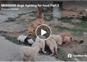 M0905008 dogs fighting for food Part 2
