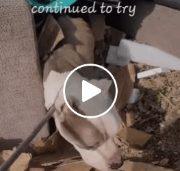 M0905010 The dog was cruelly left to starve by its owner in the garbage dump shorts doglover Part 2