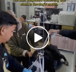 M0905011 bone got stuck in dog mouth