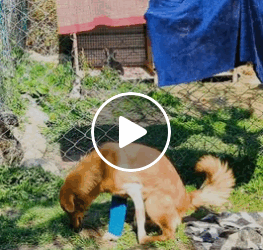 M0905012 dog whose front legs were paralyzed in vehicle accident is able to walk again