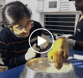 M0905013 Street Puppy whose eye popped out is rescued Part 2