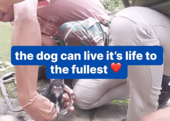 M29049 Worried locals attempt to save pup with saw part 2