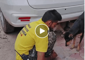 M0905014 An elderly street dog was rescued with massive stomach tumor
