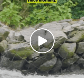 M0905015 dog enjoying waterfall becomes stuck and is dragged out by rescuers