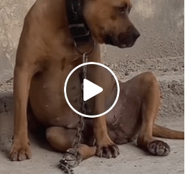 M0905016 114K views 5