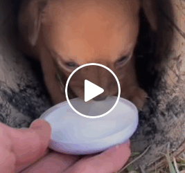 M0905017 1M views 49K reactions องหมาท งกล วท งห วน าสงสาร ณชายส ยา ทองปาน Part 2