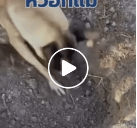 M0905019 79K views 1