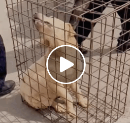 M0905021 85K views 2