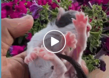 M0905024 Reunited Mother Finds Her Lost Kitten Part 2