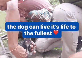 M3052 Ellas también lloran #reelsvideoシ #amorporlosgatos #AmorPorLosPerros #AmoAMisMascotas Crifr Fuentesr part 2