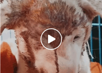 M0905025 Treating the poor puppy that was in an accident Part 2