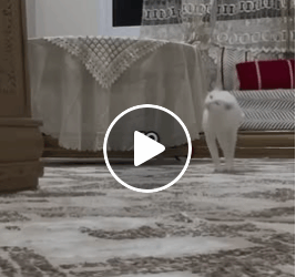 M0905026 What poor baby Part 2