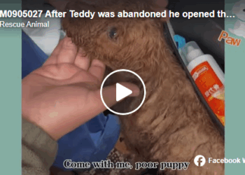 M0905027 After Teddy was abandoned he opened the car window kept looking for past owner Part 2