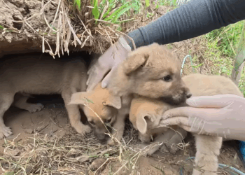 M1105002 It was unbelievable to see puppy crying and begging to save its brother who was dying of hunger