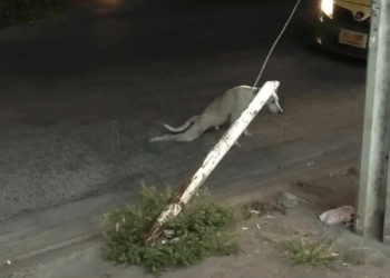 M1105003 Stray Dog Stunt wait for it ViralHog Part 2