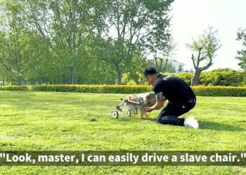 M1105005 The strong puppy who lost both legs struggling to find food month after being rescued big changes Part 2