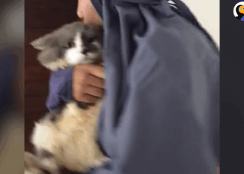 M1105006 Cat Covered In Glue Has The Best Glow Up The Dodo Part 2