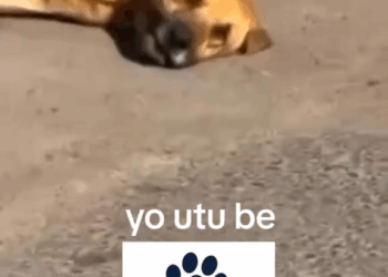 M1105008 This story will break your heart rescueanimals rescuedogs dog reelsvideoシ rescuedog puppies puppy rescue rescuedogsofinstagram Part 2