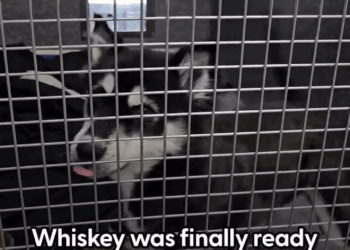 M1105009 Watch Him Transform Into The Most Gorgeous Husky Part 2