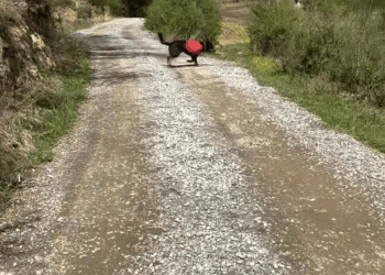 M1008005 control your own dogs part2