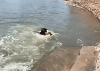 M1008007 Dog Saved Dog foryou animal dog puppy abandoned rescue neipert