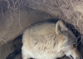 M1008008 During the rescue process thought it was dog cave only to fin