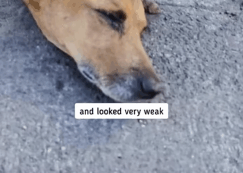 M1008017_We can really say that the dog is abandoned by someone since the dog_part2